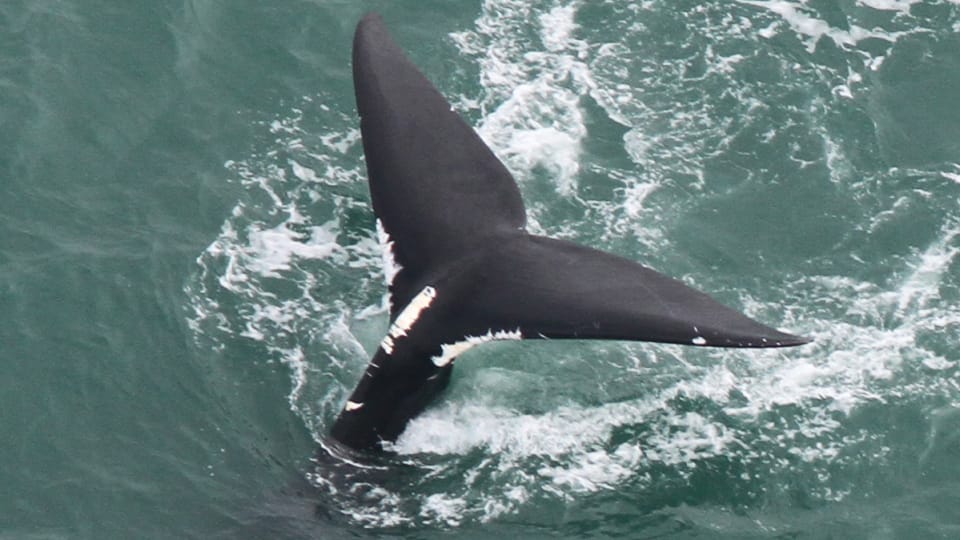 La protection des baleines à l’ordre du jour en Atlantique