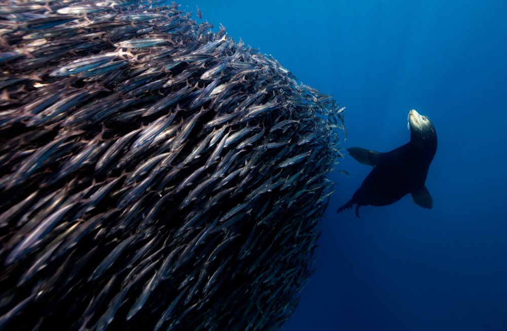 Les incroyables photos sous-marines de Jorge Cervera Hauser