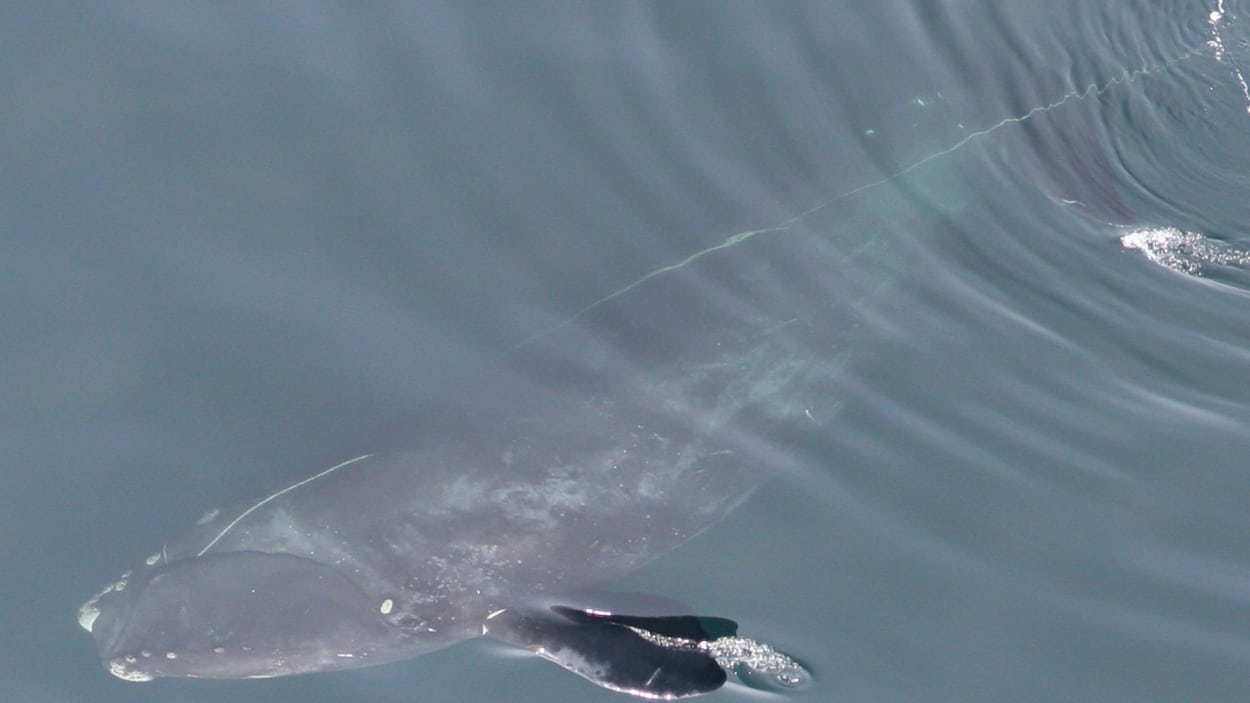 Des pêcheurs proposent de changer leurs méthodes pour sauver des baleines