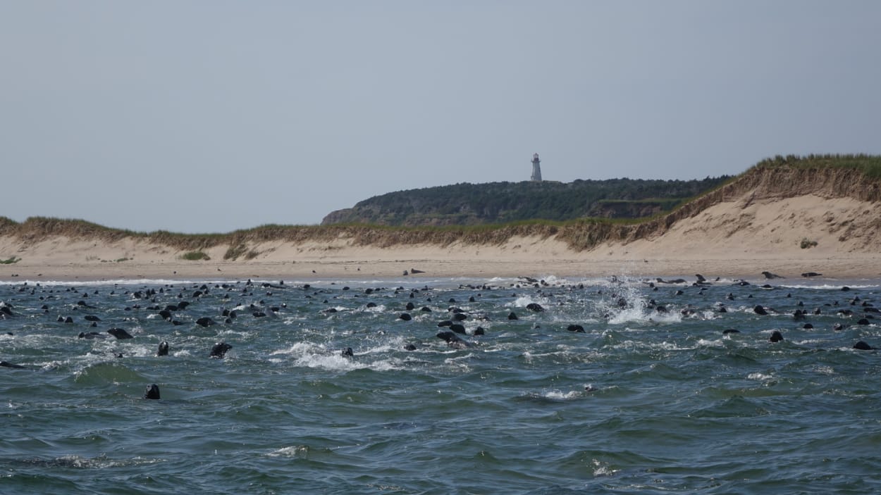 Transformation du phoque gris : Total Océan en production dès janvier