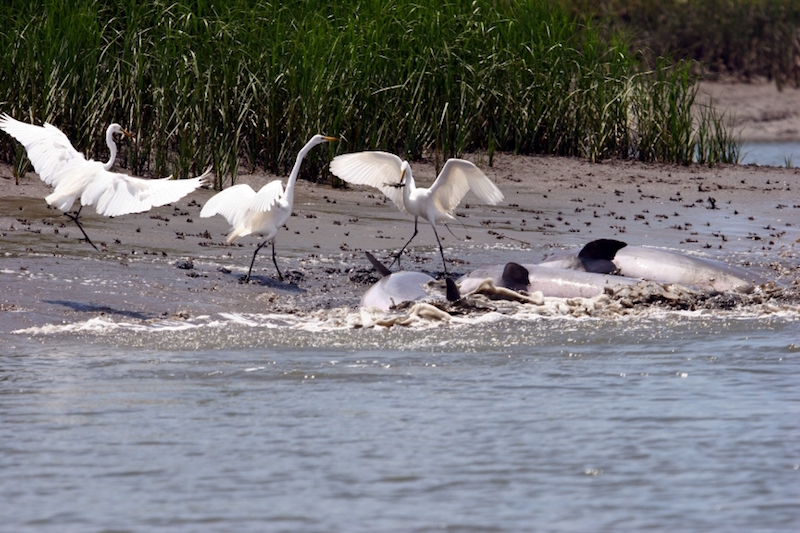 Strand-feeding Dolphins and Great Egrets