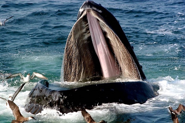 Quand les oiseaux profitent des baleines pour manger