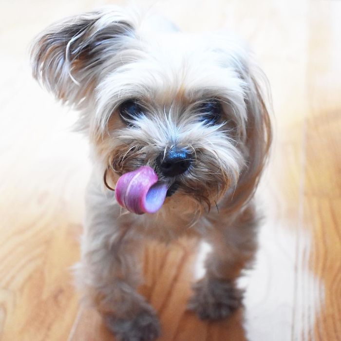 Rescued-Pup-From-Puppy-Mill-Now-Lives-The-Best-Life-5a3ccc45dadda__700