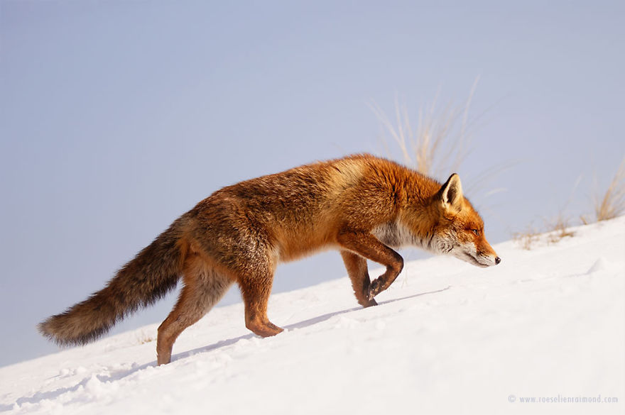 X1B0295_red_fox_snow-5a3271ba49c45__880