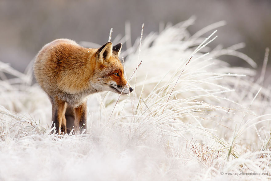 X1B0919_red_fox_rime-5a3271bc0ebb2__880