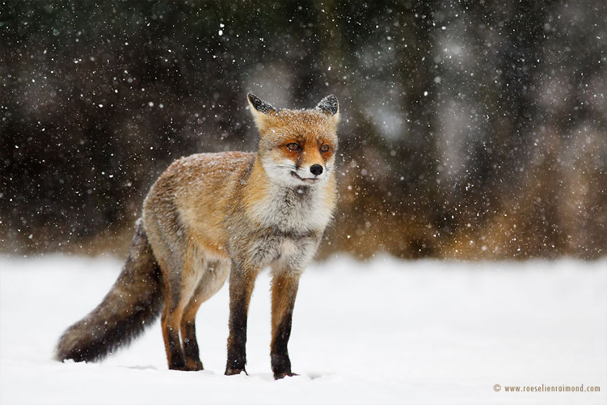 X1B5112_red_fox_blizzard-5a3271be1e405__880