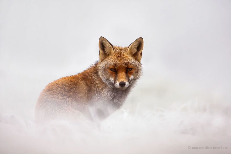 X1B7223_red_fox_snow-5a3271c4a13c3__880