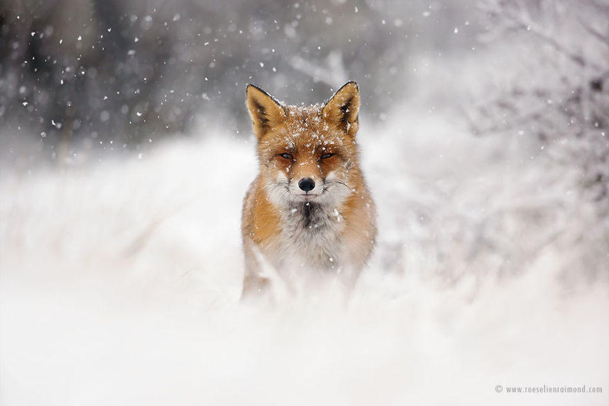 X1B8648_fox_portrait_snow-5a3271c867a63__880