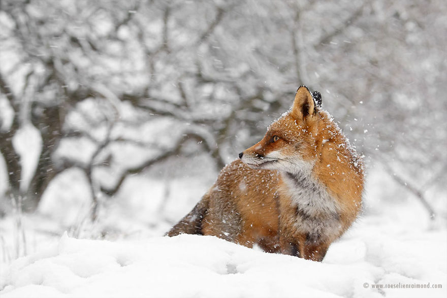 X1B9224_red_fox_winter-5a3271cf7bccd__880