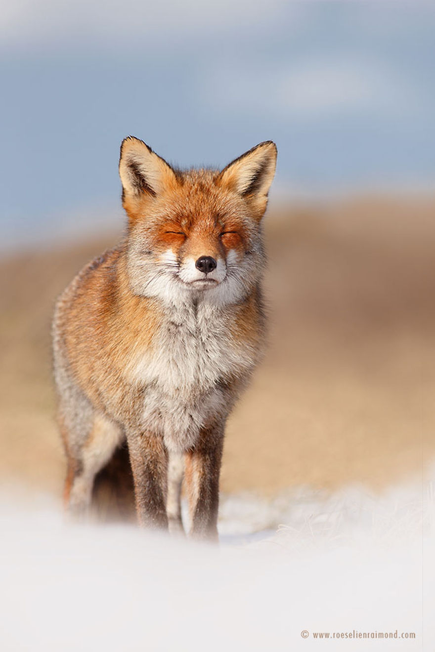 X1B9505_happy_fox_snow-5a3271d176519__880