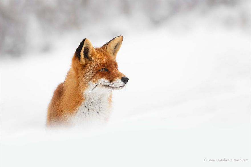 X1B9579_fox_snow-5a3271d34e20c__880