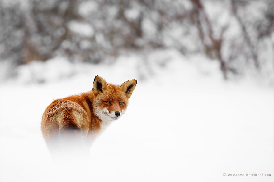 X1B9691_fox_in_the_snow-5a3271d75a6a2__880