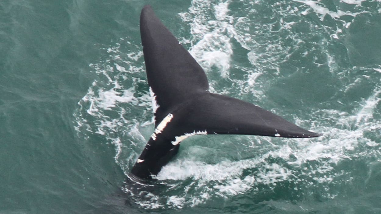 Un changement d’habitat pour les baleines noires