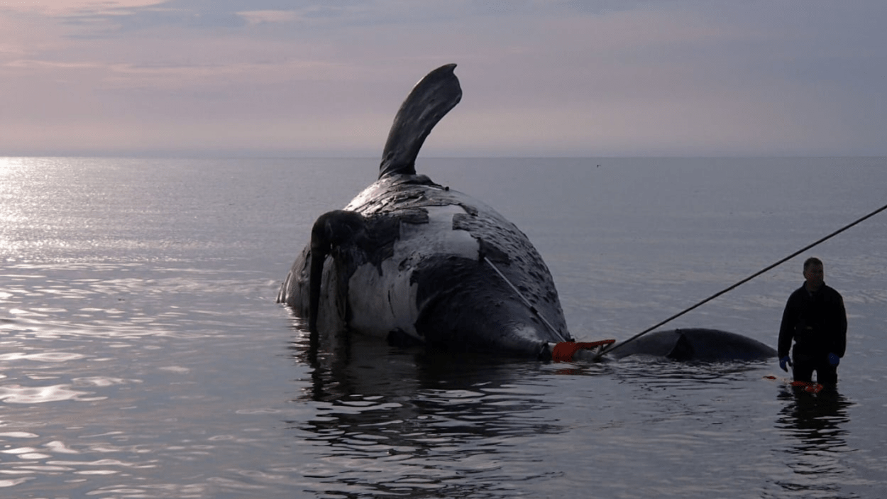 La mort de baleines noires est le sujet de l’année dans le monde animal