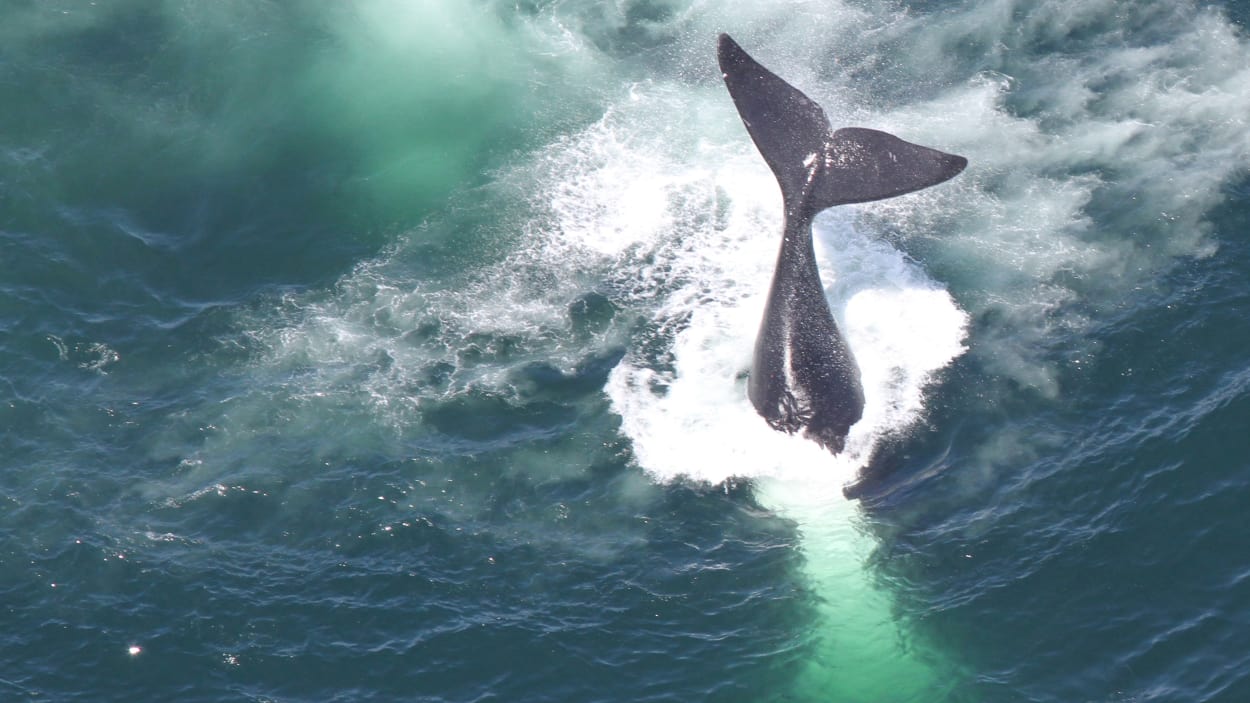 La baleine noire pourrait disparaître, selon les autorités fédérales américaines