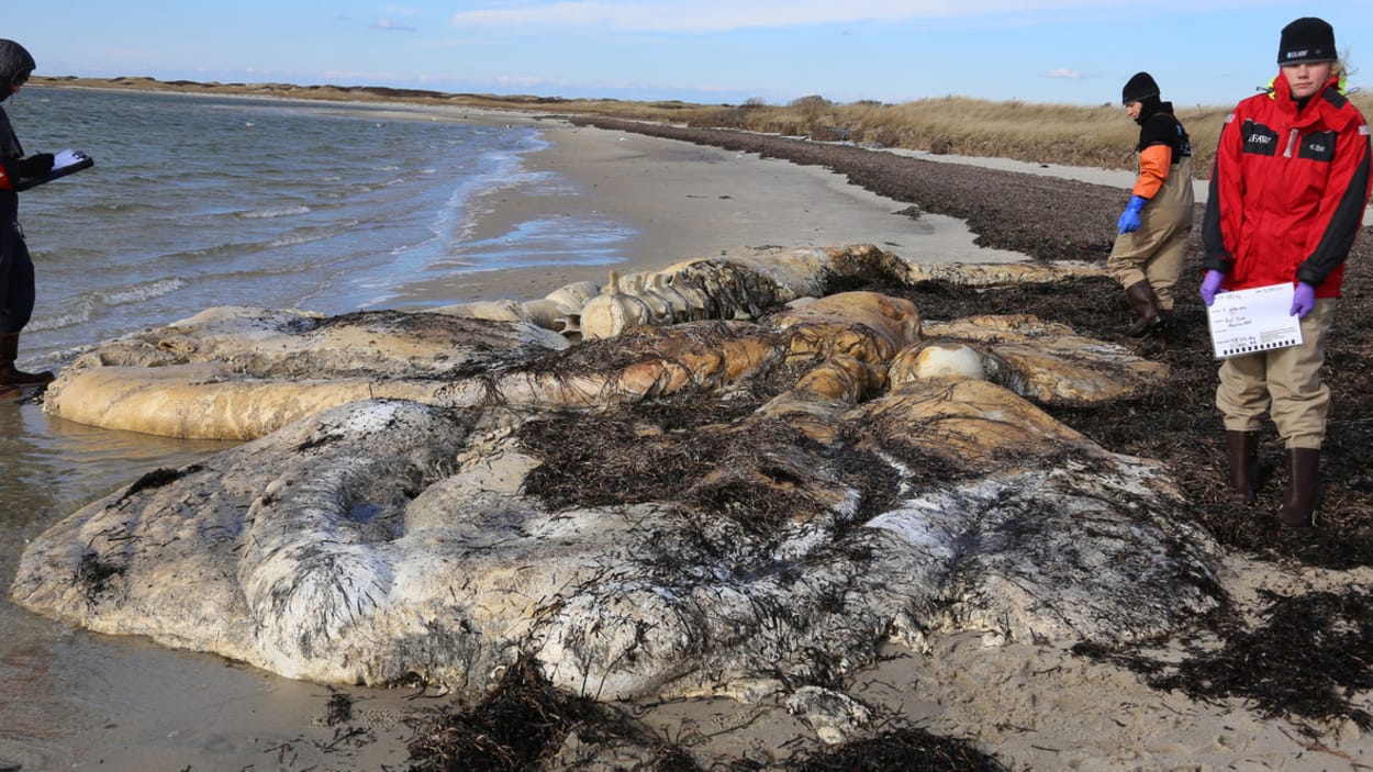 Une 17e baleine noire de l’Atlantique Nord trouvée morte cette année