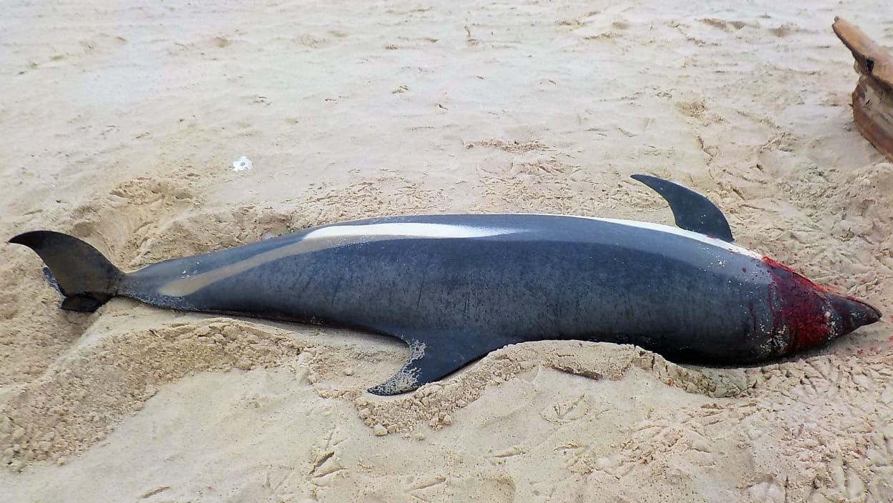 Trois dauphins échoués vivants sur une plage des Îles-de-la-Madeleine