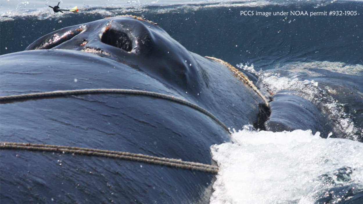Le sauvetage de baleines : une opération trop risquée pour Pêches et Océans Canada