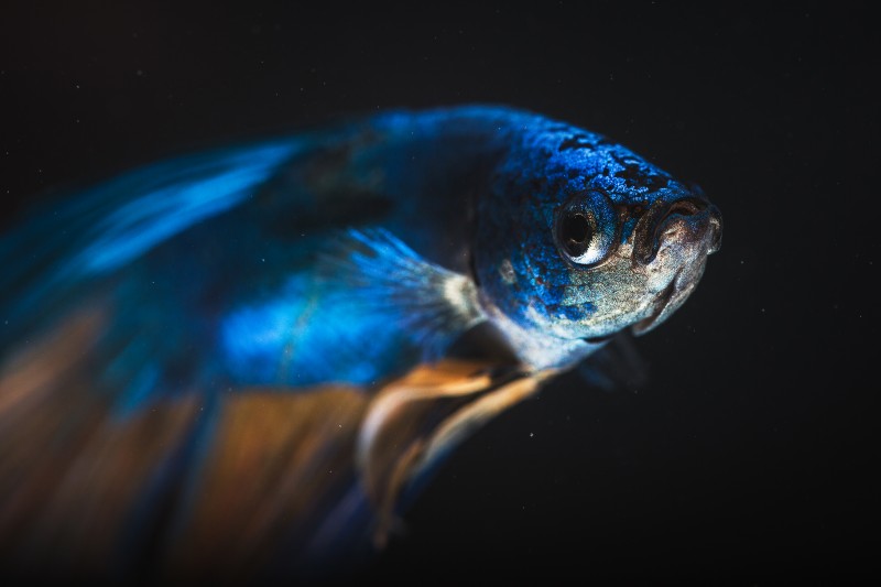 Photographies de poissons rares