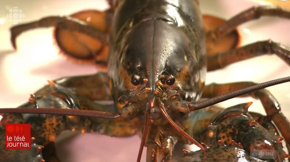 En Suisse, il faut assommer son homard avant de le cuire