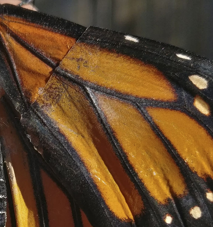 monarch-butterfly-wing-transplantation-2-5a57134349d6a__700