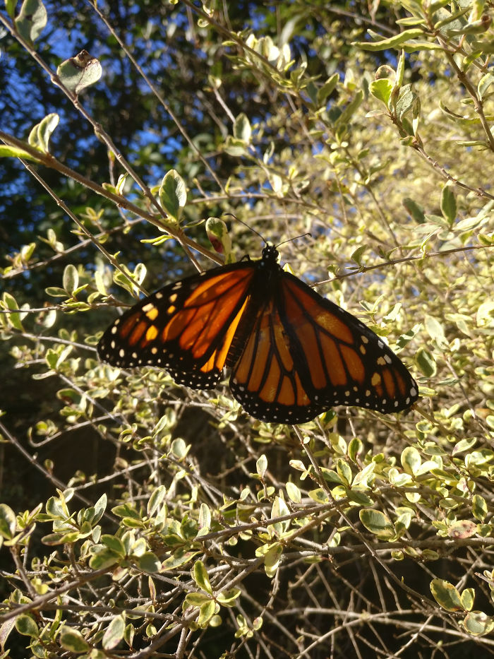 monarch-butterfly-wing-transplantation-4-5a57134999801__700