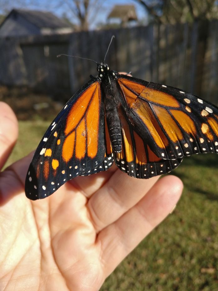 monarch-butterfly-wing-transplantation-5-5a57134e116ff__700