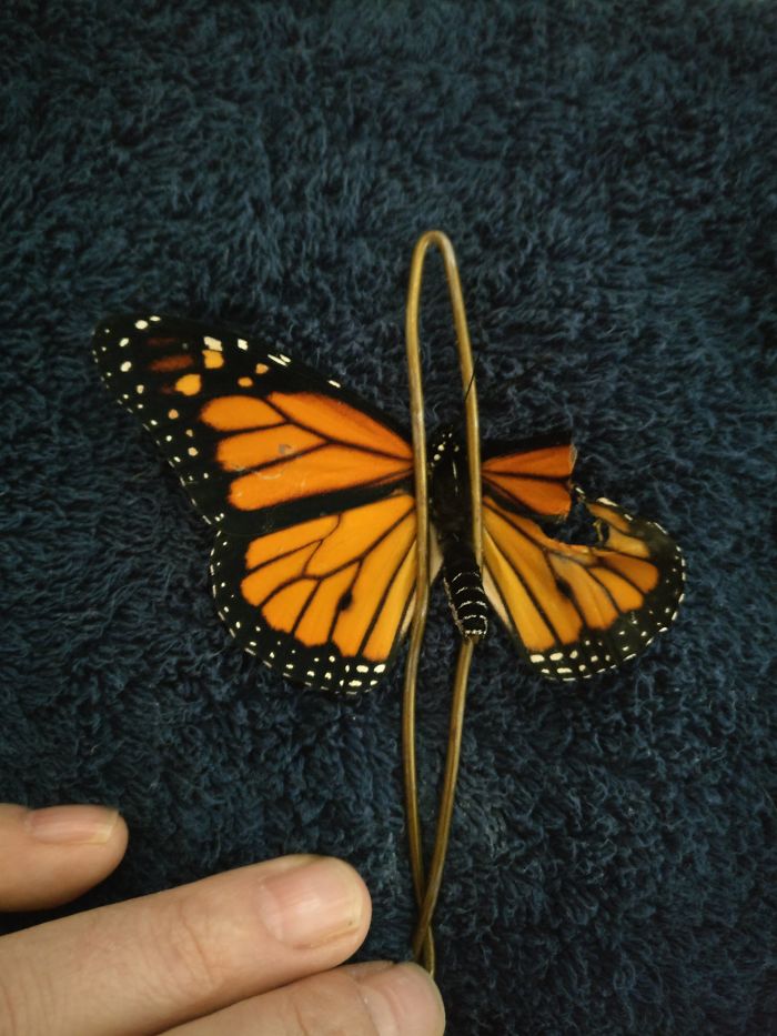 monarch-butterfly-wing-transplantation-7-5a5713568b852__700