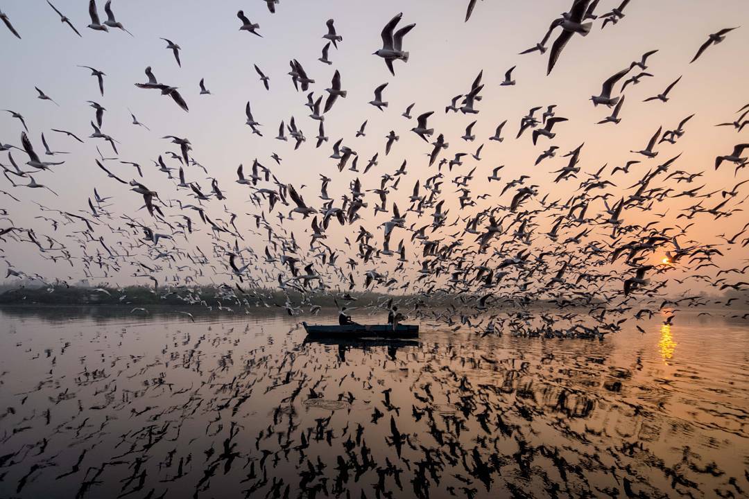 La migration hivernale des mouettes de Sibérie