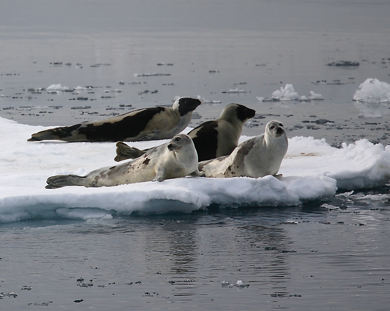 Là où la glace se forme, vous trouverez des phoques du Groendland