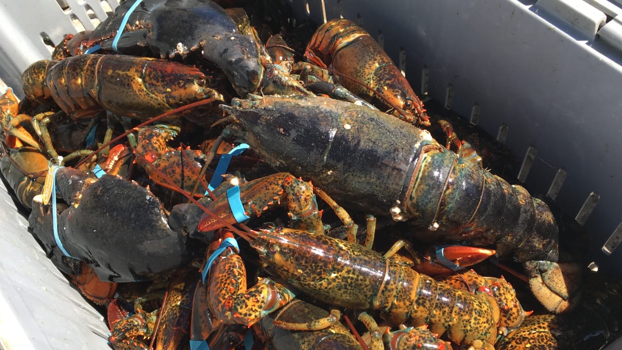 Les Îles se préparent pour la saison de pêche au homard