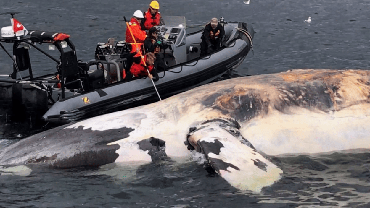 Les signalements de baleines obligatoires en 2018