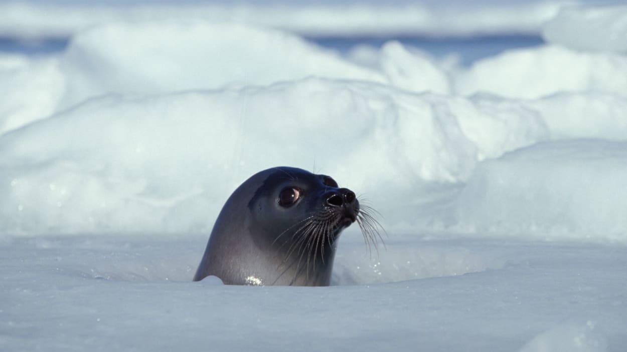 Une chasse au phoque gris « catastrophique » pour les chasseurs des Îles-de-la-Madeleine