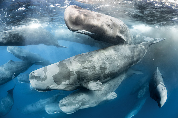 Les cachalots perdent des lambeaux de peau © Tony Wu, 2007 (Nature Picture Library)