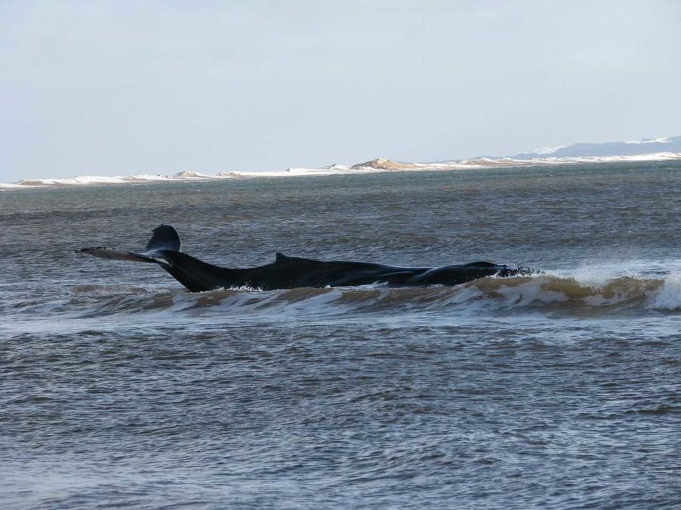 [VIDÉO] Une baleine à bosse n’a pas survécu à son échouage aux Îles-de-la-Madeleine