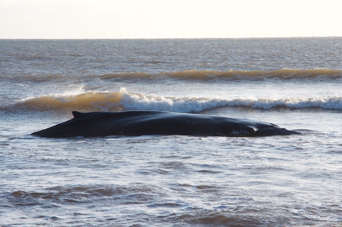 Comment une baleine échouée vivante peut-elle mourir d’asphyxie ?