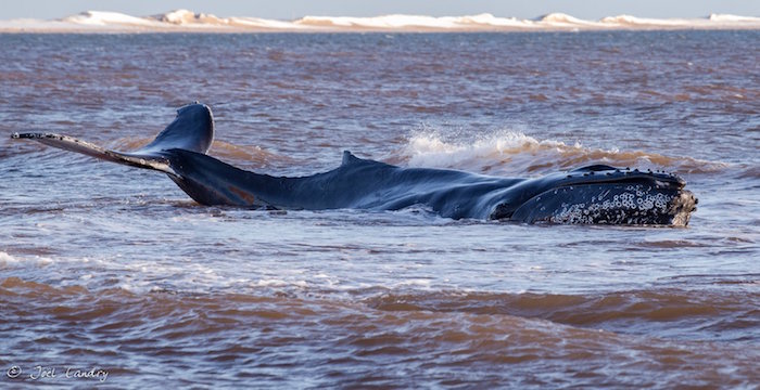 Rorqual à bosse échoué aux Îles : Questions & réponses