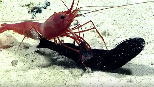 L’étonnante attaque d’une crevette sur un poisson filmée dans les profondeurs