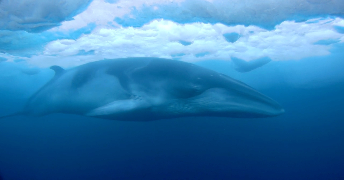 Baleine de Minke : des images exceptionnelles filmées par des chercheurs en Antarctique