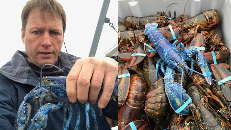 Il pêche un rare homard bleu… pour la deuxième fois!