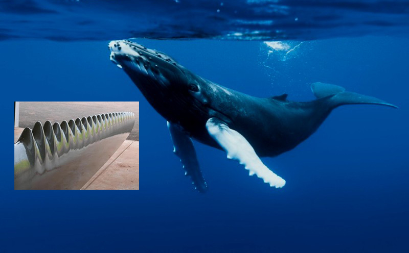 Des éoliennes inspirées de nageoires de baleines