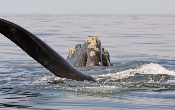 Baleines noires : Les observations augmentent et la collaboration se poursuit