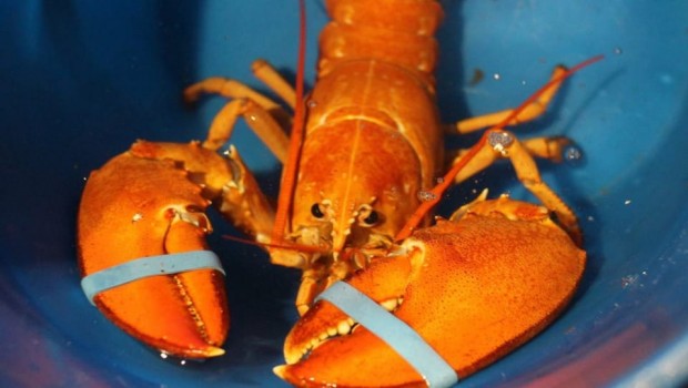 homard-orange