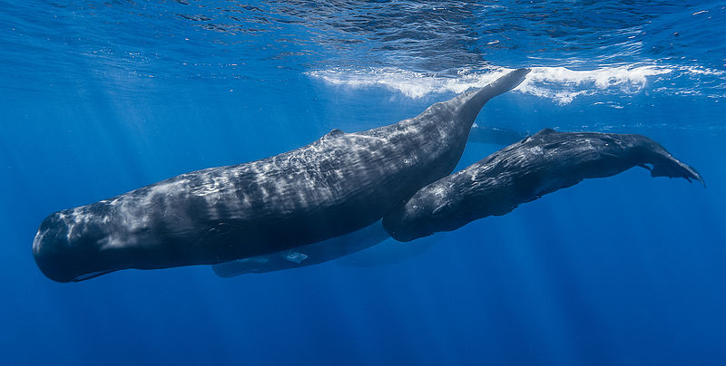 Les baleines peuvent-elles être aveugles ou sourdes ?