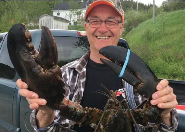 Un énorme homard pêché… puis relâché au large de Terre-Neuve