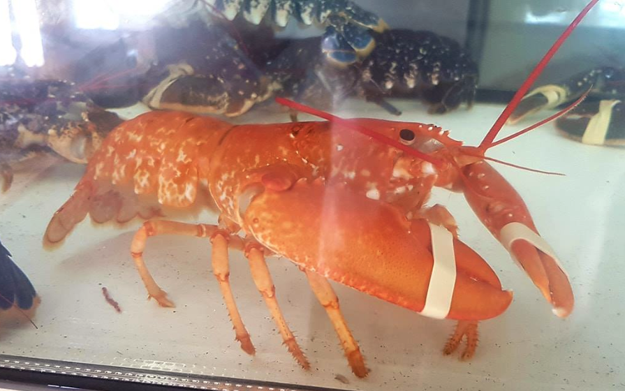 Un homard rouge vivant pêché à Roscoff