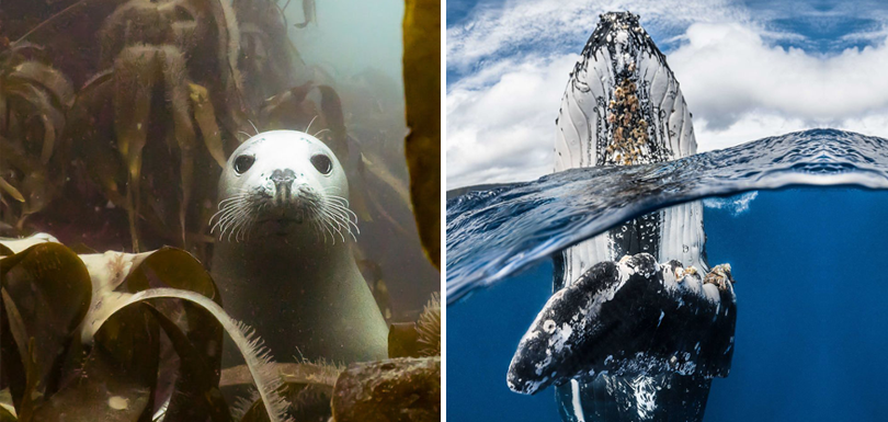 Les lauréats du concours de la plus belle photo sous-marine en 2018