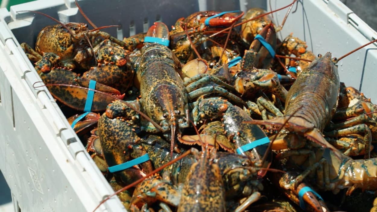 Une saison de pêche au homard qui sent les records aux Îles