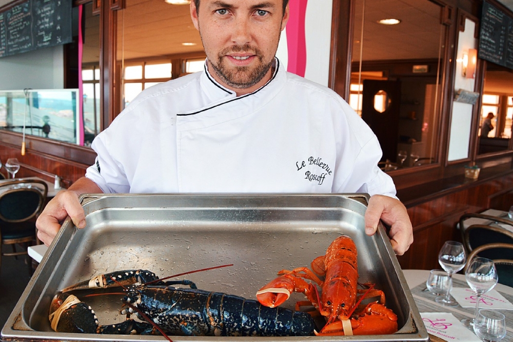 insolite-un-homard-rouge-vivant-peche-a-roscoff_4072465