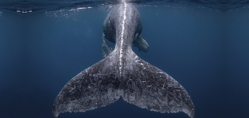 national-geographic-plus-belles-photos-2018